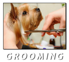 dog grooming wexford